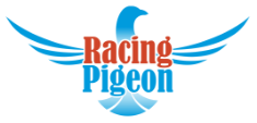 happy-bird-logo.png